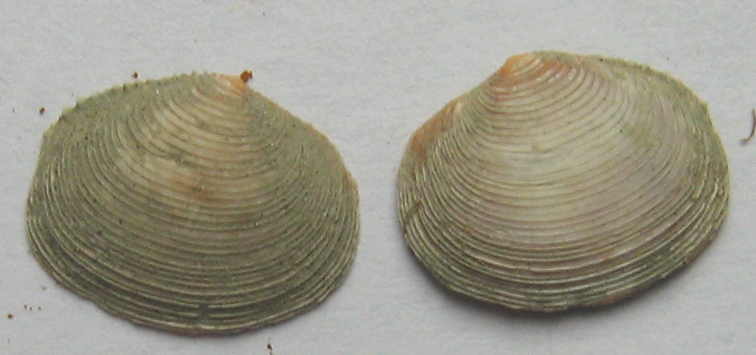 myrtea spinifera
